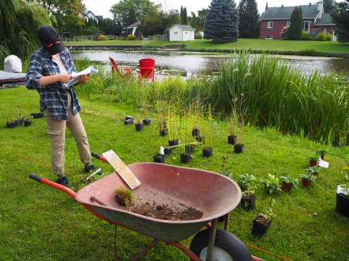 Revégétalisation des bandes riveraines