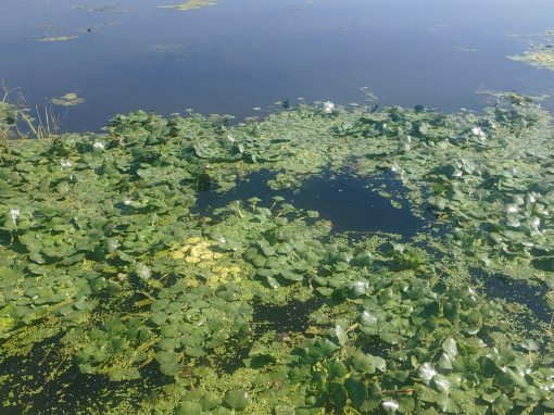 Éradication de la châtaigne d&rsquo;eau